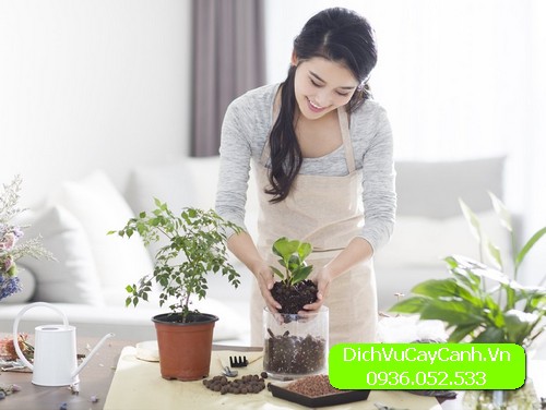 Cách chăm sóc cây cảnh để bàn