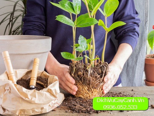 cách chăm sóc cây cảnh để bàn 