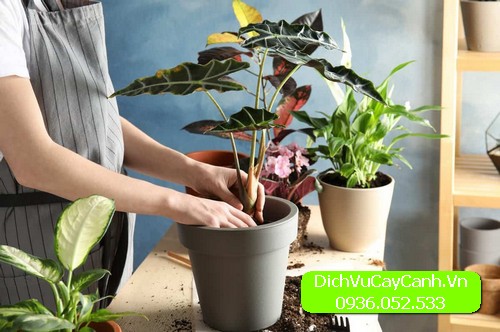 cách chăm sóc cây cảnh để bàn 
