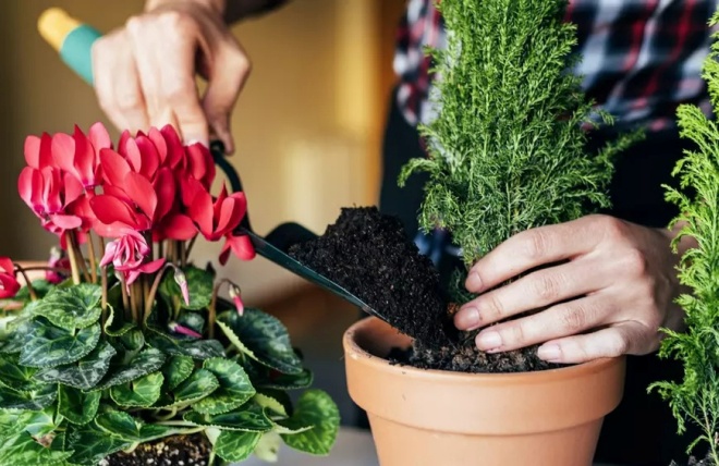 cách chăm sóc cây cảnh sân vườn