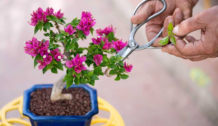 cách chăm sóc cây cảnh sân vườn