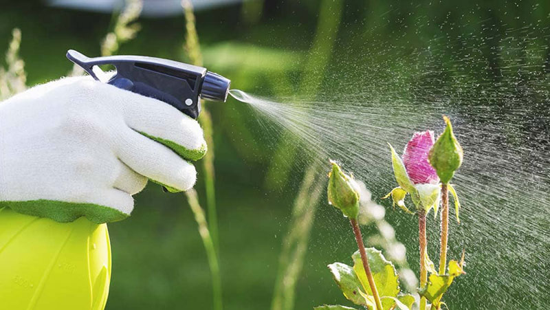 cách chăm sóc cây cảnh sân vườn
