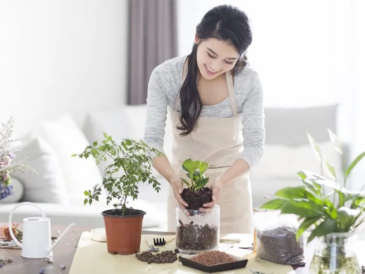 Cây hạnh phúc hợp mệnh gì