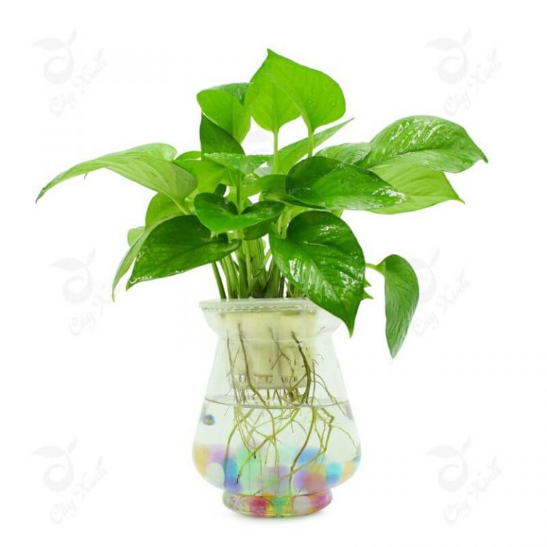 Cách chăm sóc cây cảnh trồng trong nước