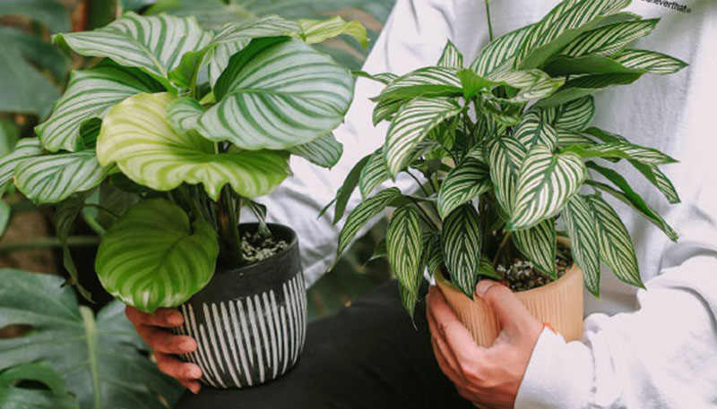 Cách chăm sóc cây đuôi công đúng giúp lá luôn xanh mượt và cây khỏe mạnh.