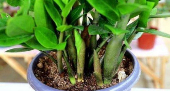 Cách chăm sóc cây Kim Tiền ra nhiều mầm