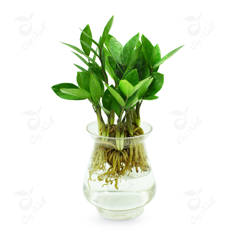 Cách chăm sóc cây Kim Tiền thủy sinh