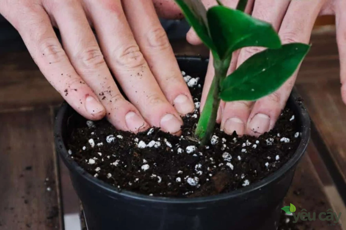 Cách chăm sóc cây Kim Tiền trong chậu