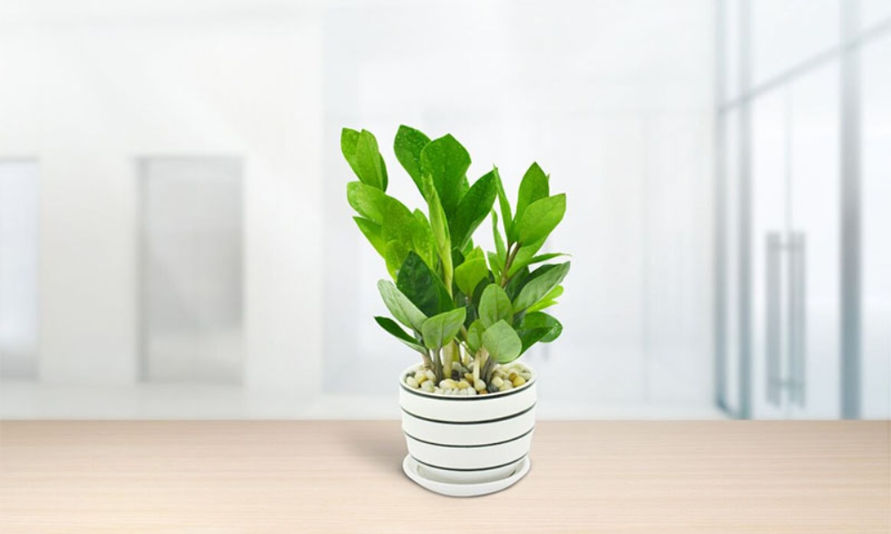 Cách chăm sóc cây Kim Tiền trong nhà