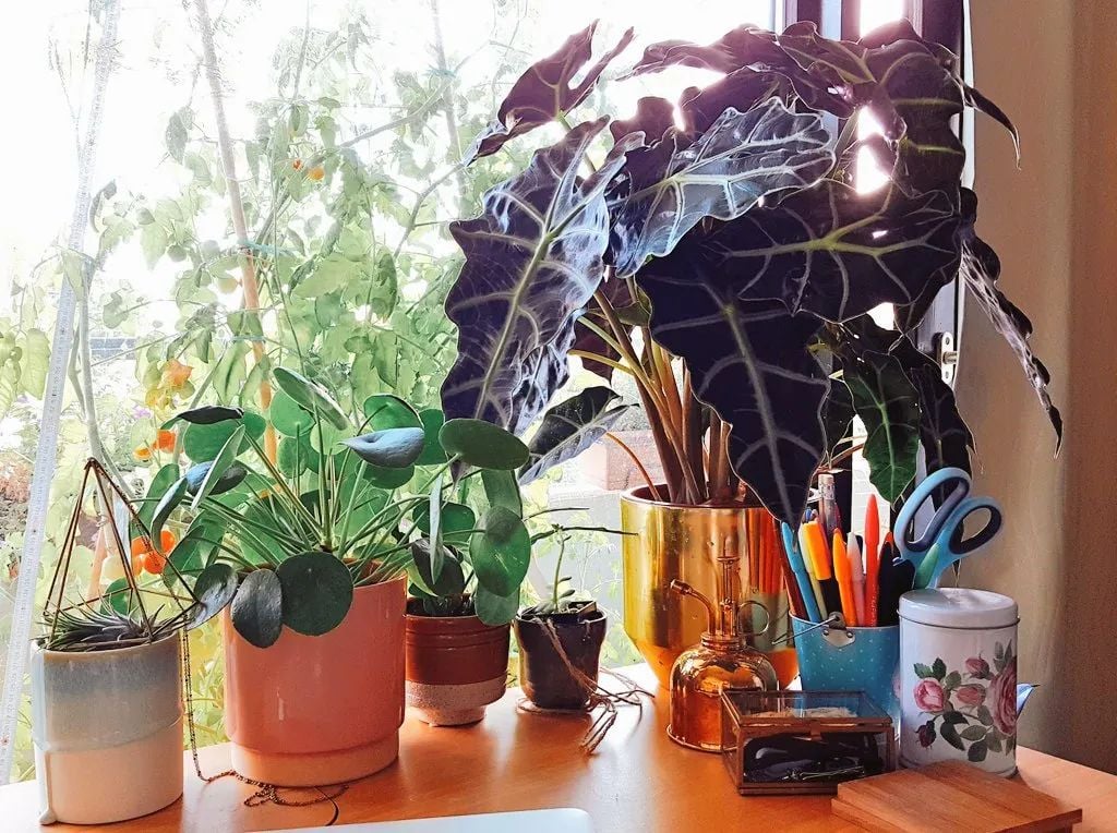 Chăm sóc đúng cách giúp cây môn quan âm luôn xanh tốt, hạn chế héo lá hiệu quả.