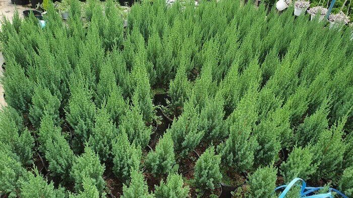 Điều kiện môi trường lý tưởng chăm sóc cây Sơn Tùng