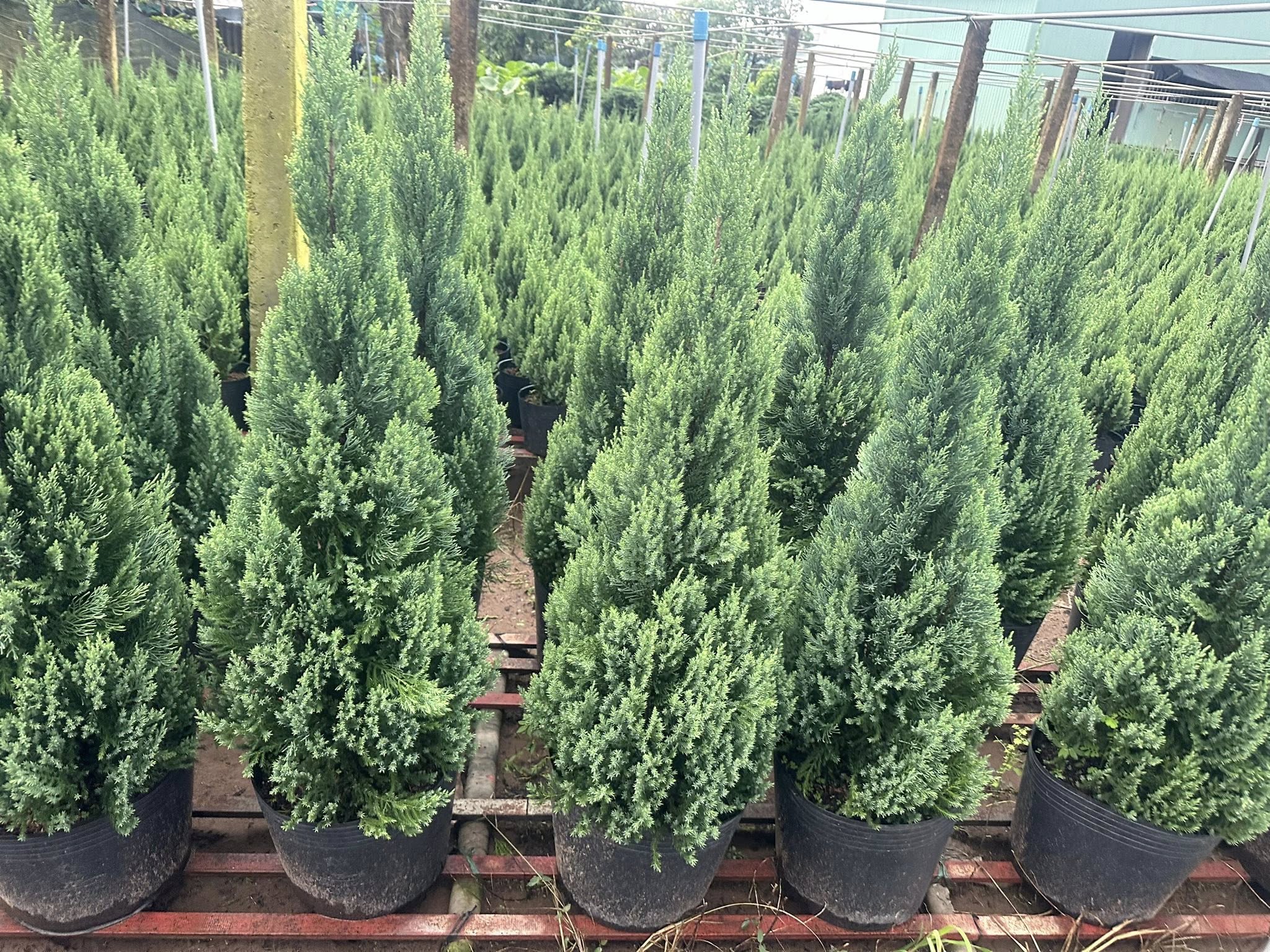 Cách chăm sóc cây Sơn Tùng 