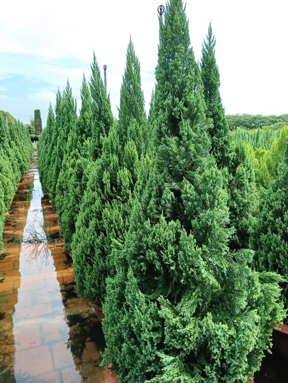 Cách chăm sóc cây Sơn Tùng 