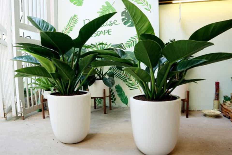 Trầu bà đế vương xanh