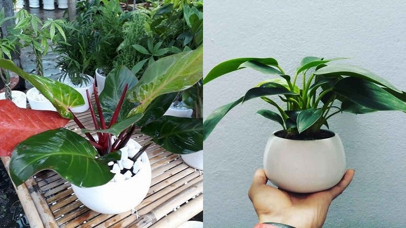 Cách chăm cây trầu bà đế vương