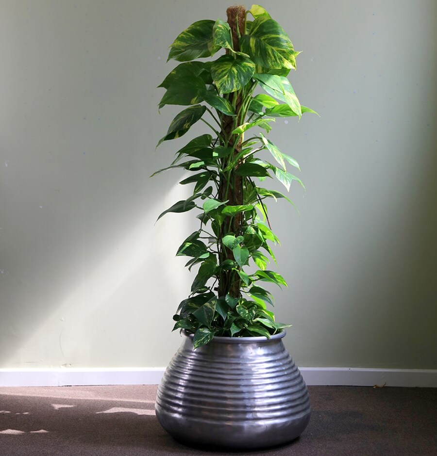 Cách chăm cây trầu bà leo cột