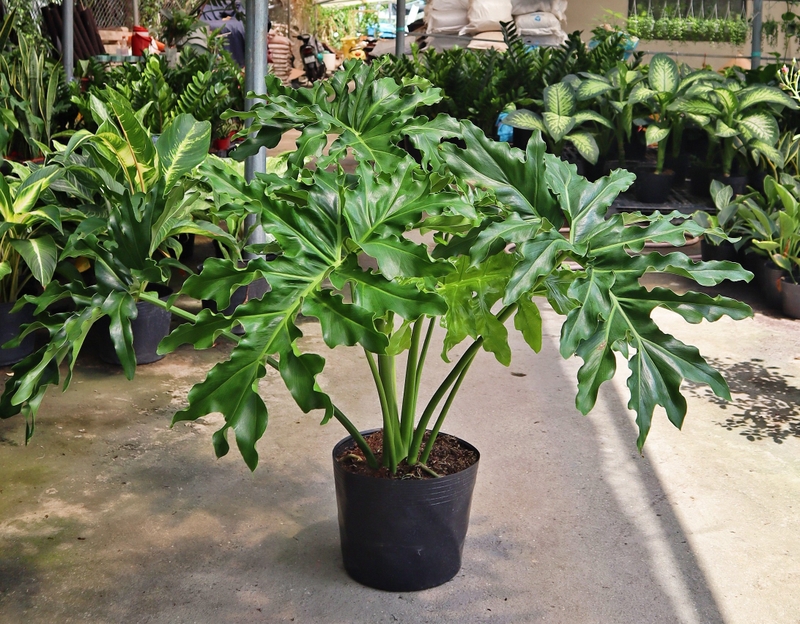 Cách chăm cây trầu bà thanh xuân