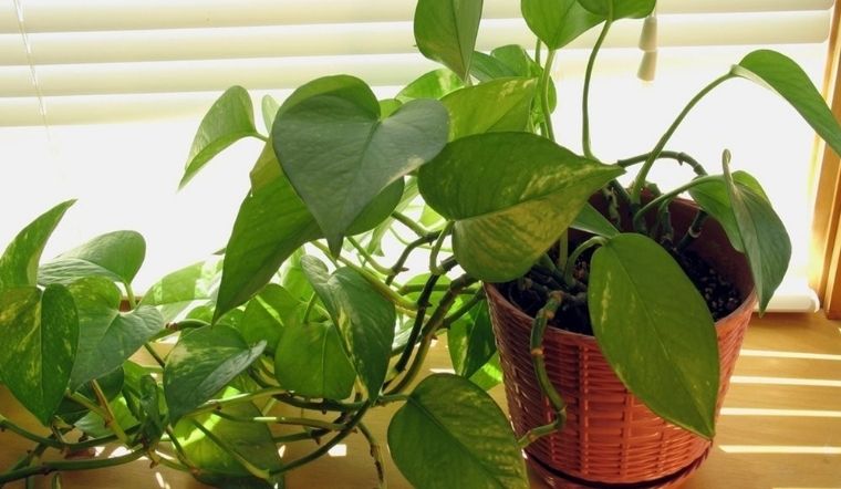 Kỹ thuật cốt lõi khi chăm sóc cây trầu bà