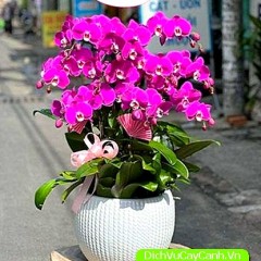 Cách chăm sóc Lan Hồ Điệp 