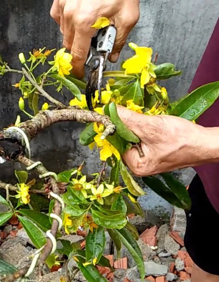 Cách chăm sóc mai vàng sau Tết - cắt tỉa cành phụ