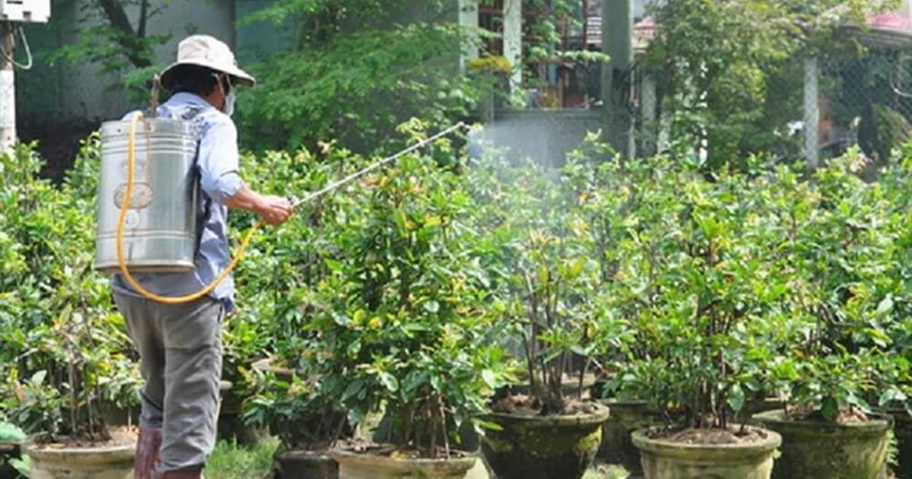 cách chăm sóc mai trước Tết