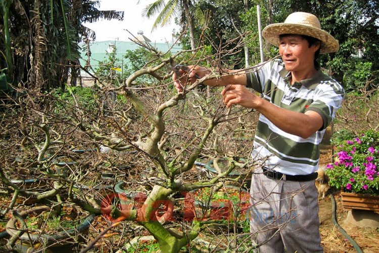 cách chăm sóc mai trước Tết