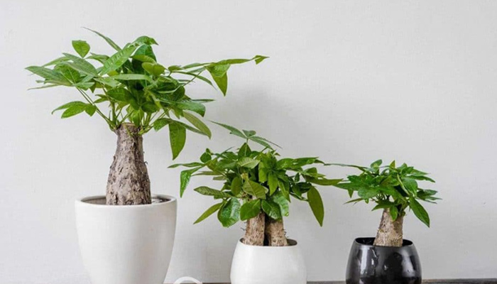 Cách chọn cây kim ngân đẹp từ gốc đến ngọn