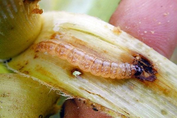 Xử lý sâu bệnh kịp thời giúp cây mai phục hồi và hạn chế suy yếu.