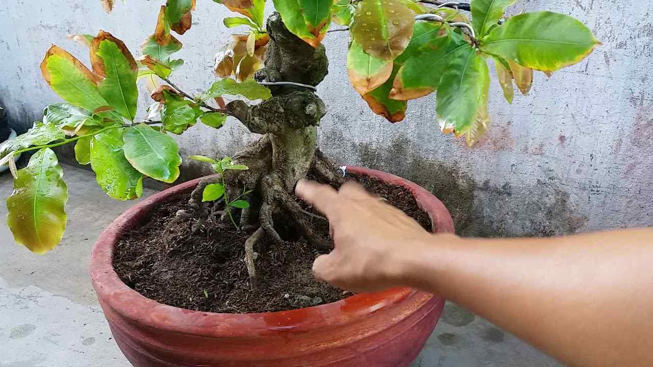 Xử lý đúng cách giúp cây mai thoát úng và phục hồi rễ nhanh chóng.