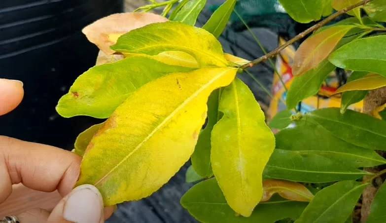 Xử lý đúng nguyên nhân giúp cây mai vàng lá nhanh chóng phục hồi.