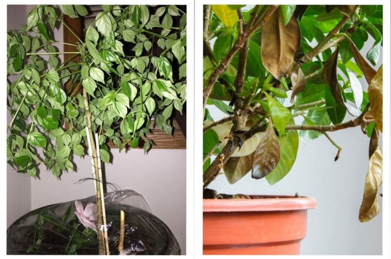 Những lưu ý khi trồng cây để tránh bị héo lá