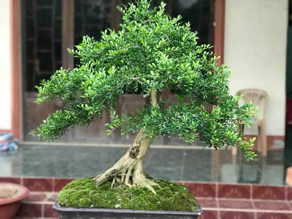 dáng cây nguyệt quế