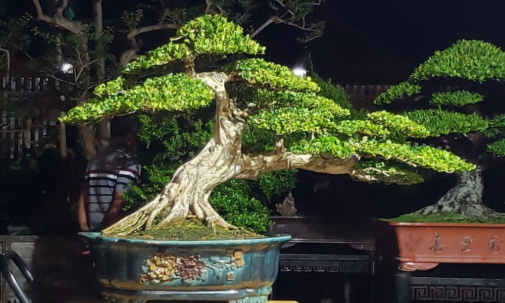 tạo dáng cây nguyệt quế