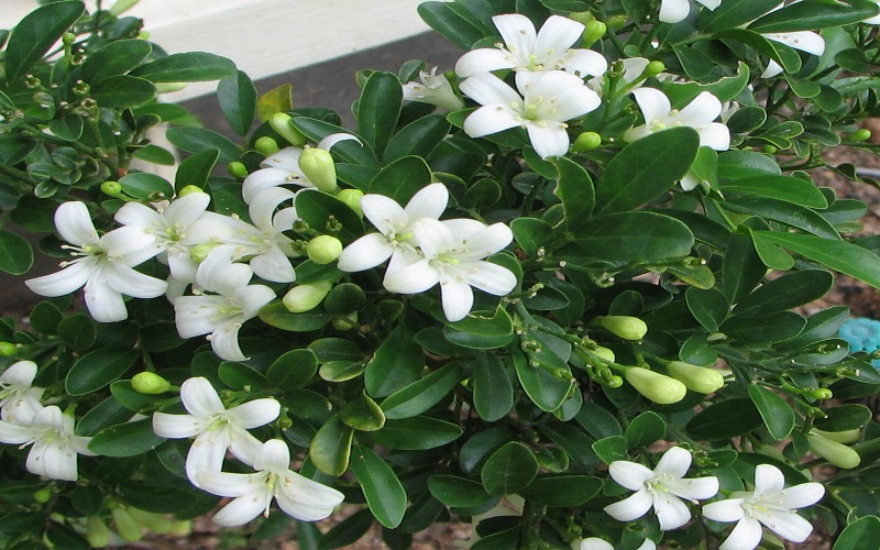 Giới thiệu về cây nguyệt quế