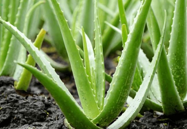Chuẩn bị trước khi trồng Nha Đam trong phòng ngủ