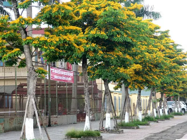 Hướng dẫn trồng và chăm sóc cây giáng hương hiệu quả.