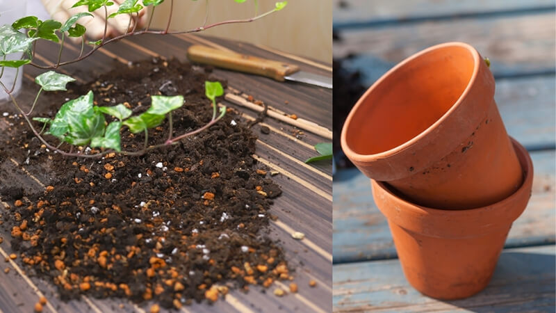 Cách chăm sóc cây Thường Xuân