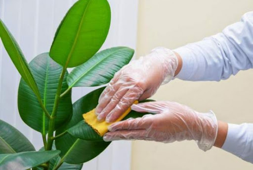 cách trồng và chăm sóc cây xanh