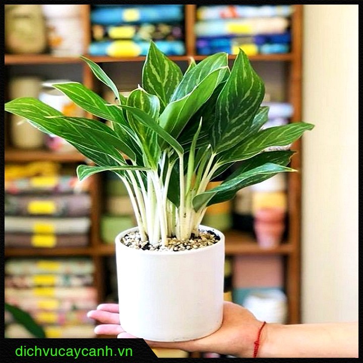 cây bạch mã hoàng tử