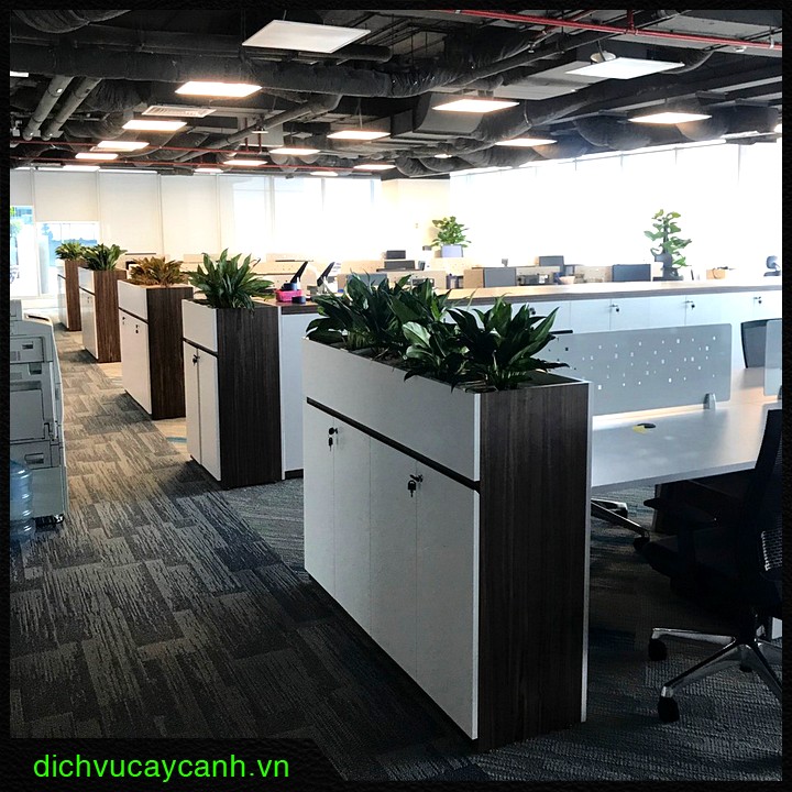 cây bạch mã hoàng tử