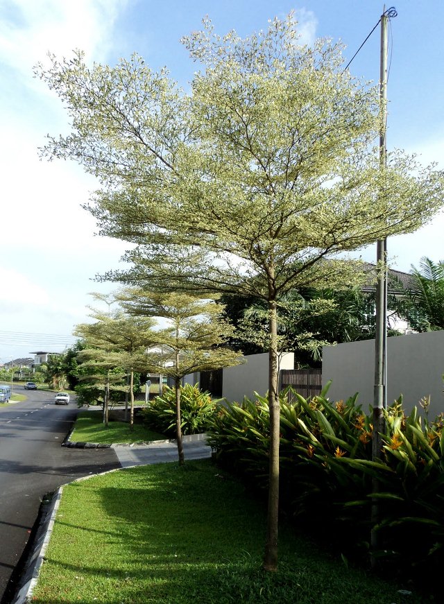 cây cảnh chịu nắng lý tưởng để trồng cho nhà hướng Tây