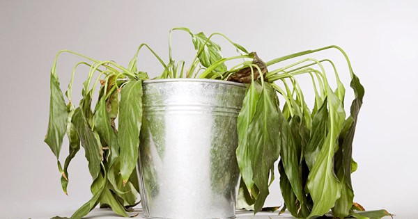 Hiện tượng cây bị héo lá