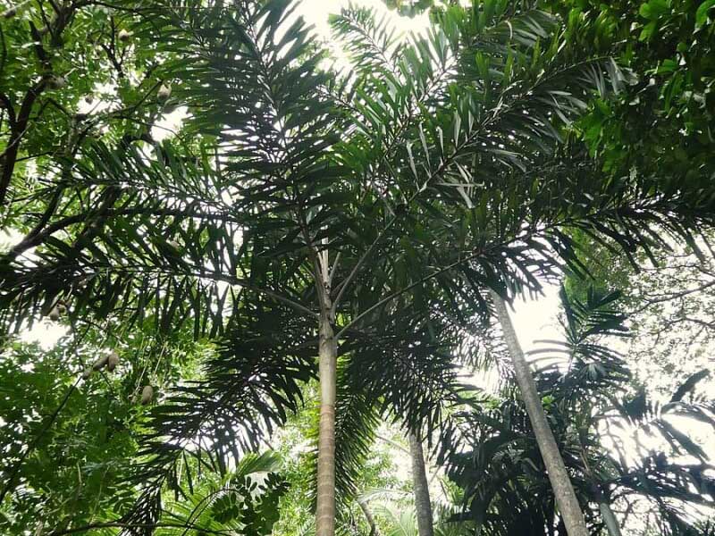 Cây Cau Đuôi Chồn