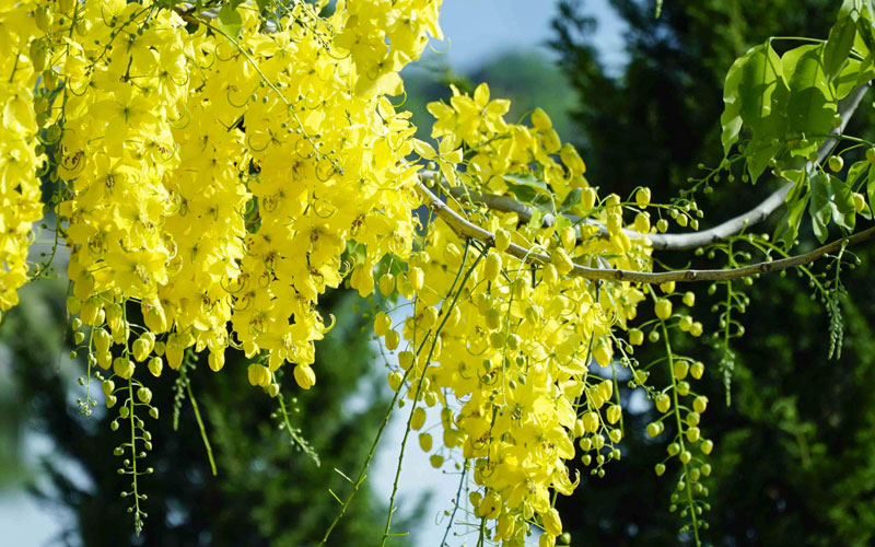 Cây Osaka Hoa Vàng (Muồng Hoàng Yến)