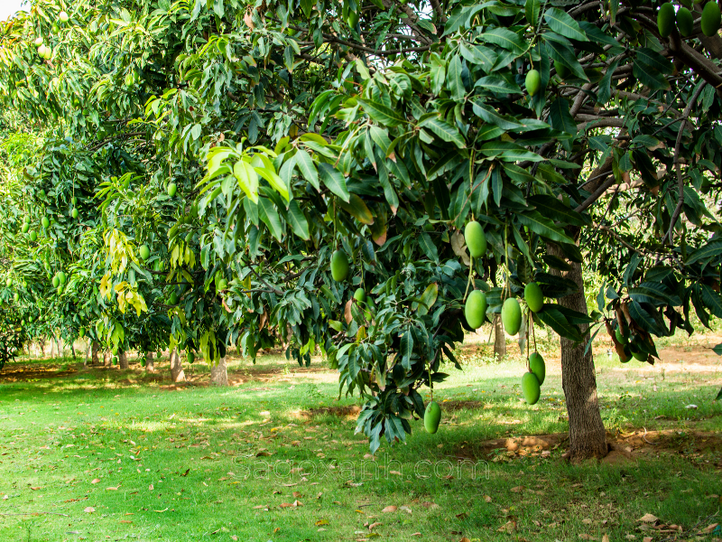 Cây Xoài