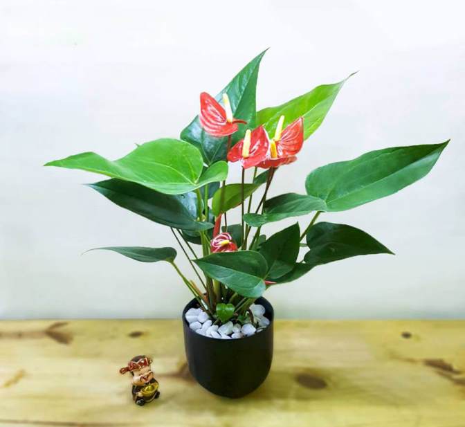 cây cảnh cho người mệnh Hỏa