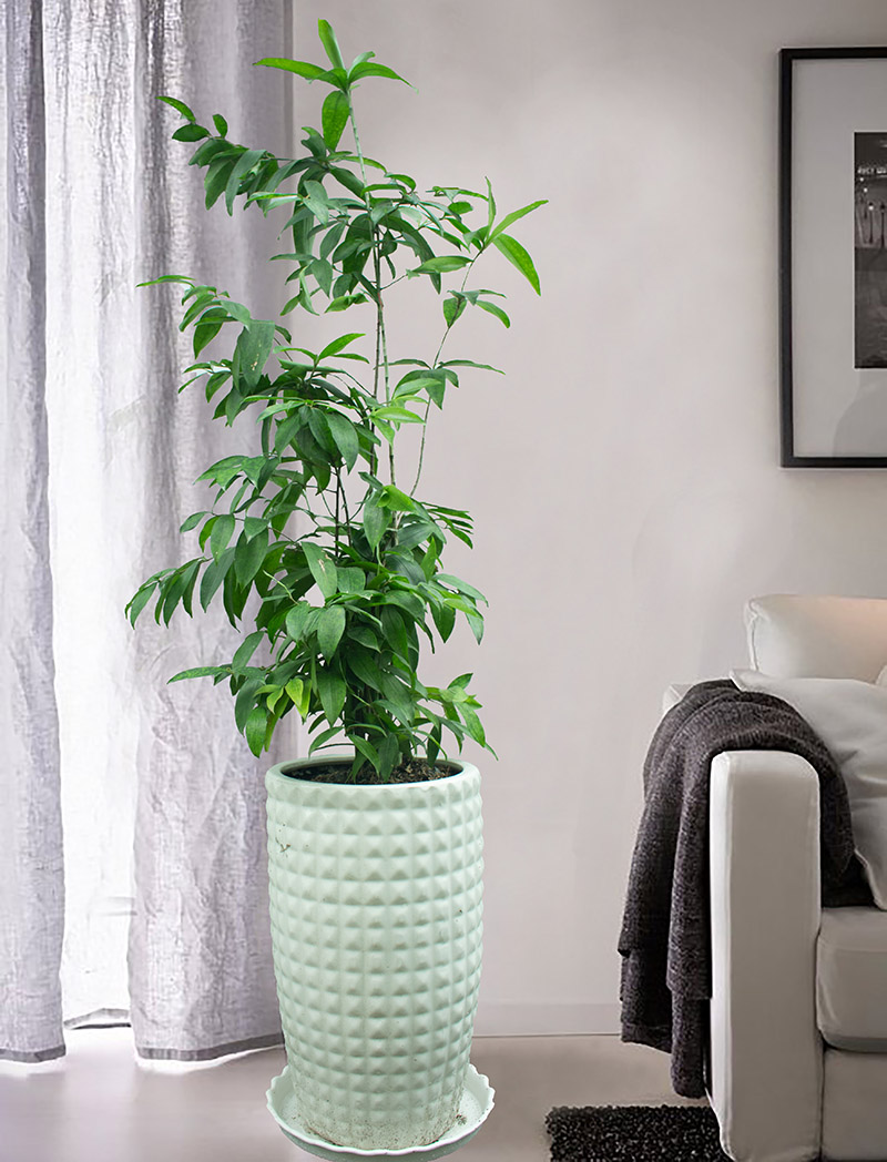 Cây cảnh trúc nhật