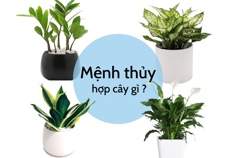 mệnh thủy hợp cây gì trong phòng làm việc