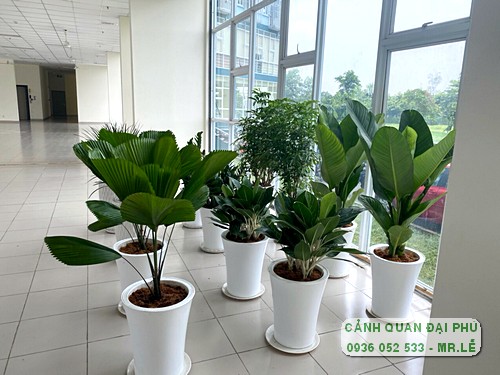 cây cảnh trang trí văn phòng Tp Thủ Đức 