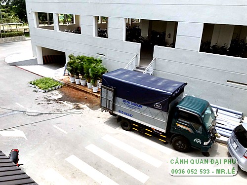 cây cảnh trang trí văn phòng Tp Thủ Đức 